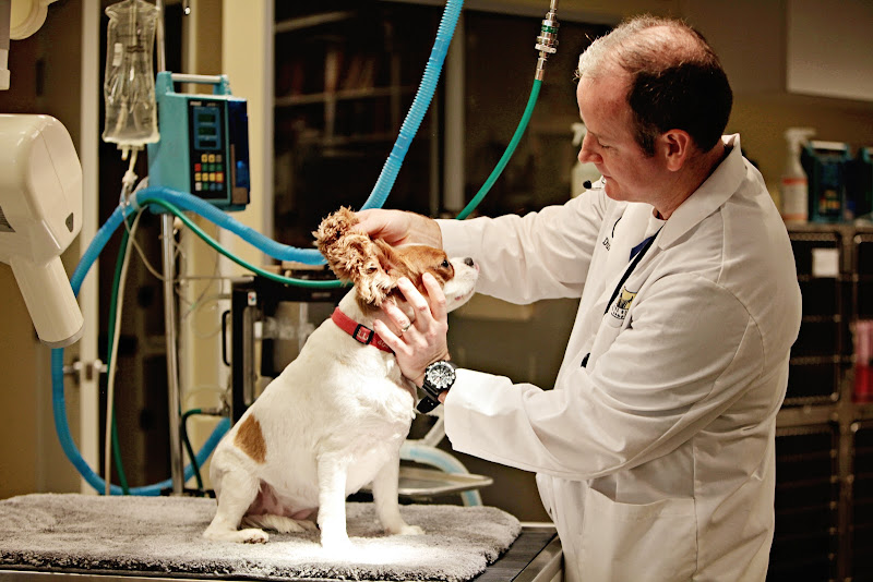 Peachtree Hills Animal Hospital