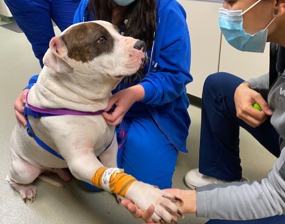 VCA Regional Institute for Veterinary Emergencies and Referrals - Emergency veterinarian service in Chattanooga