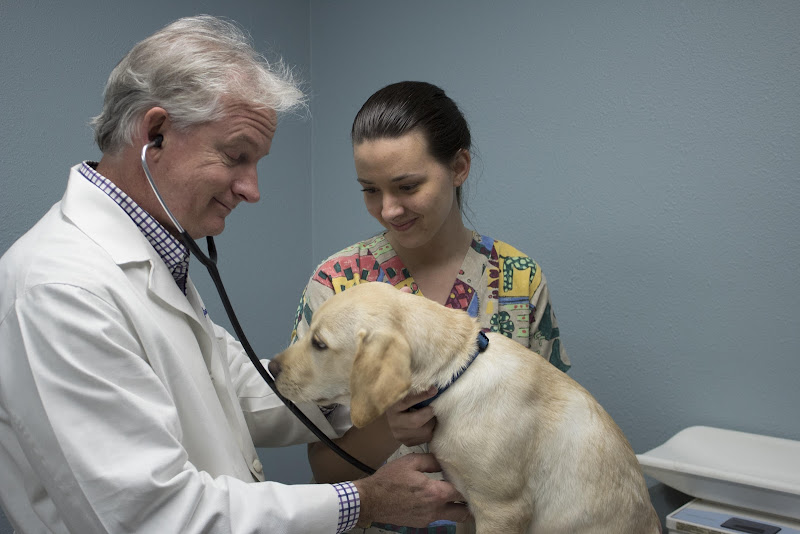 Olive Branch Pet Hospital