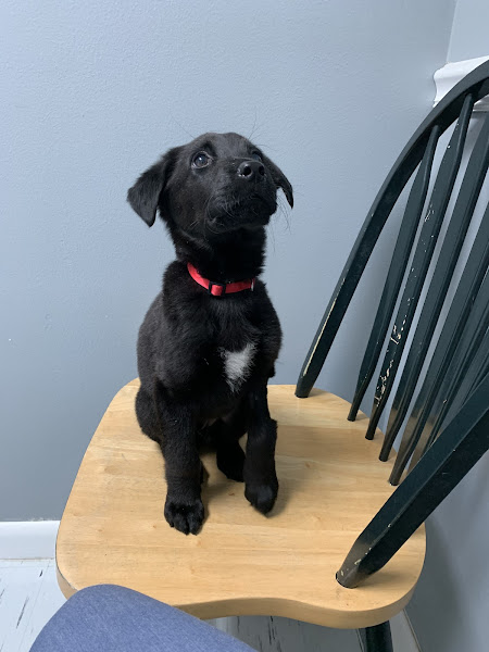 Bayside Hospital For Animals: Fannon Ellen DVM