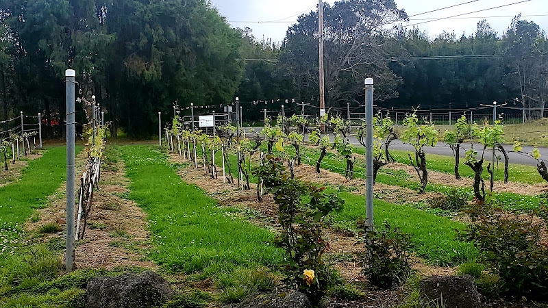 Volcano Winery - Winery in Volcano Golf Course
