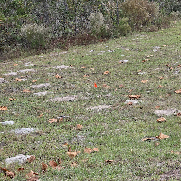 Bug Mechanix Pest Control