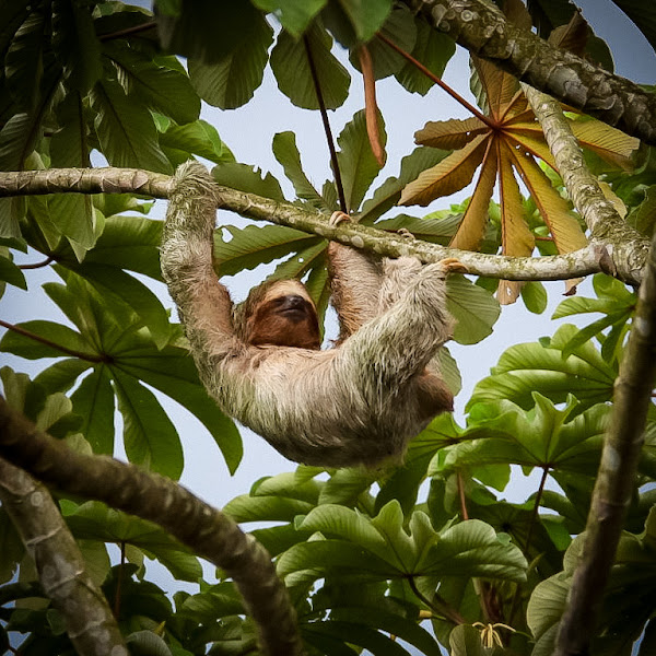 La Fortuna (Mariolas) Hikes and Trails - Nature preserve in Provincia de Alajuela