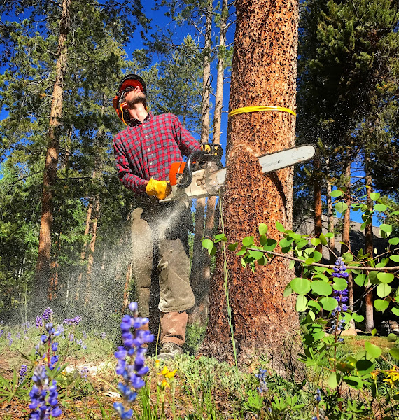 TSH Tree Service - Landscaper in Breckenridge