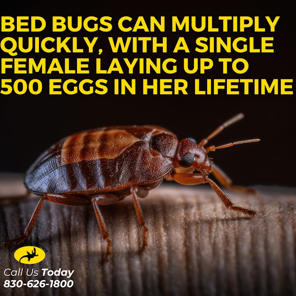 Monitor Pest Control - Pest control service in New Braunfels