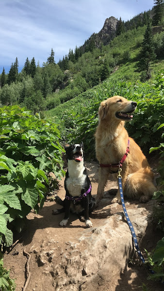 The Center for Animal Wellness - Animal hospital in Denver