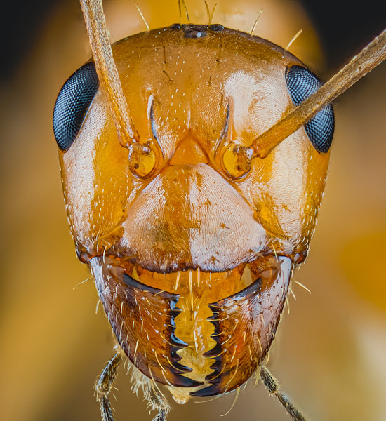 1st Choice Pest Control - Pest control service in Green Bay