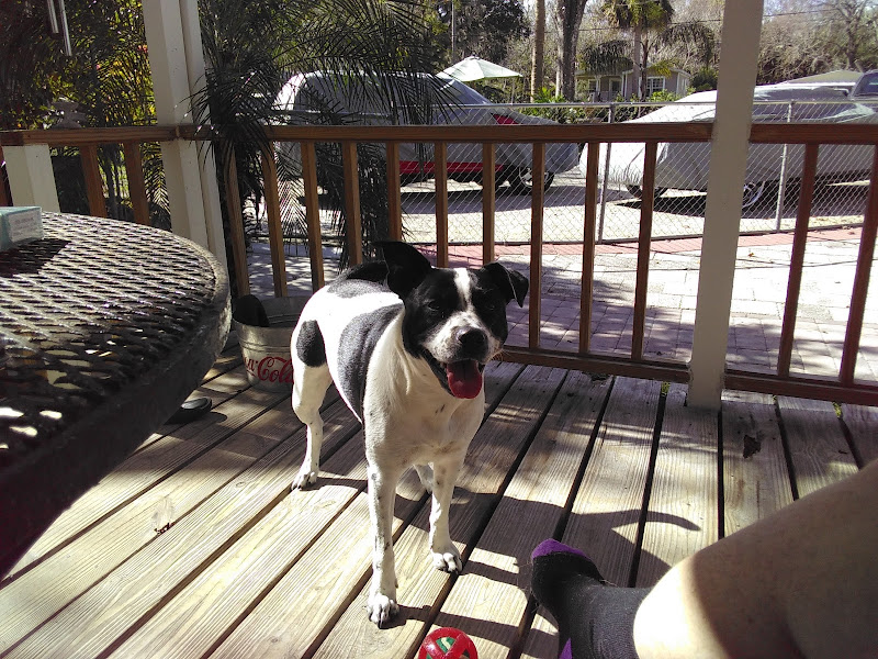 New Smyrna Beach Animal Medical Center