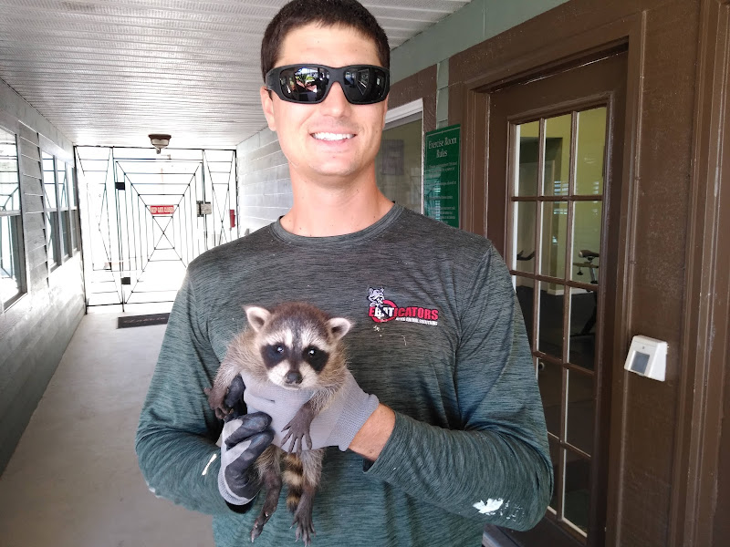 Attic Animal Removal