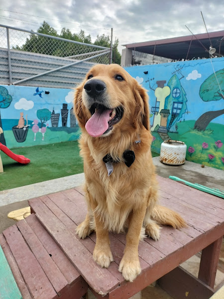 Pet salón - Pet sitter in Centro