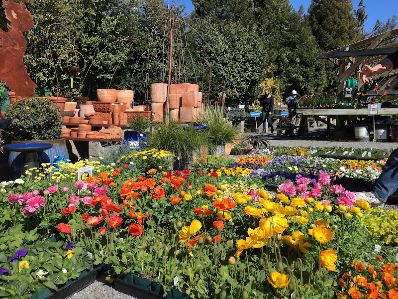 Prickett's Nursery - Healdsburg