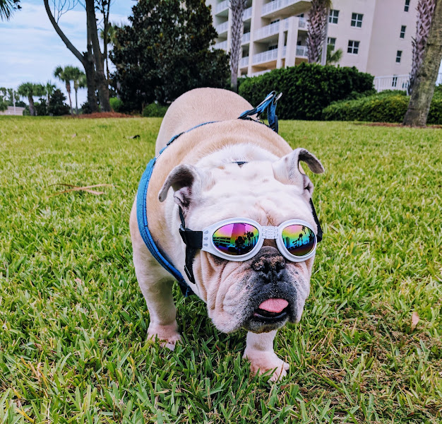 Airport Veterinary Clinic - Veterinarian in Destin