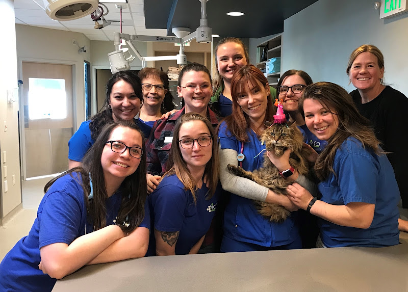VIDA Veterinary Care - Denver - Veterinarian in Denver