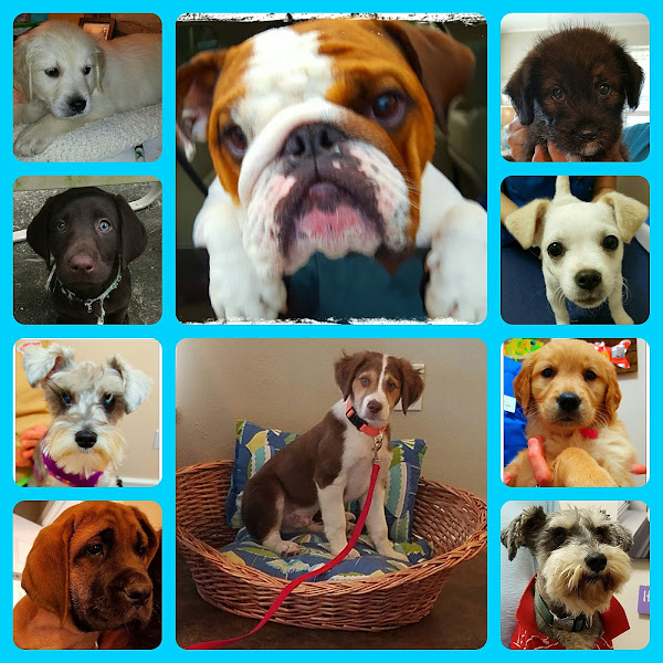 Kindness Pet Hospital - Veterinarian in Santa Rosa Beach