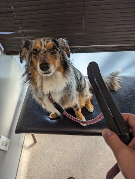 Phoenix Dog Cat Bird Hospital