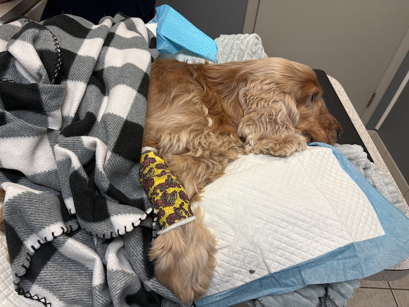 Jackson Veterinary Practice Pa: Seymour Goodwin DVM