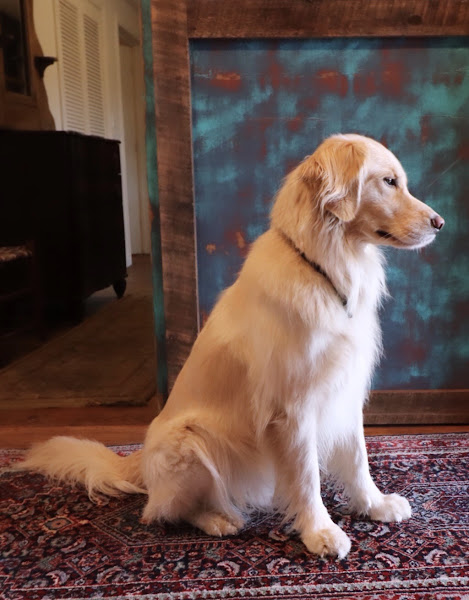 The Heights Veterinary Clinic