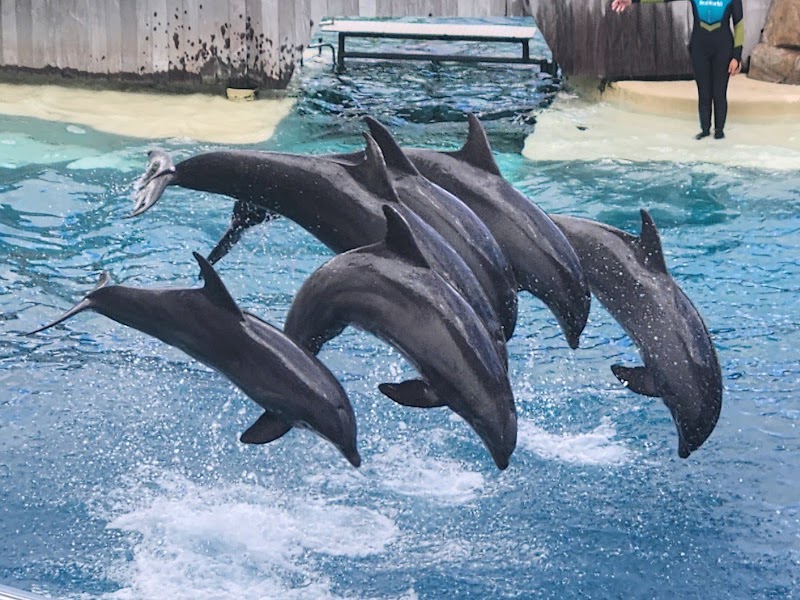 Dolphin Theater