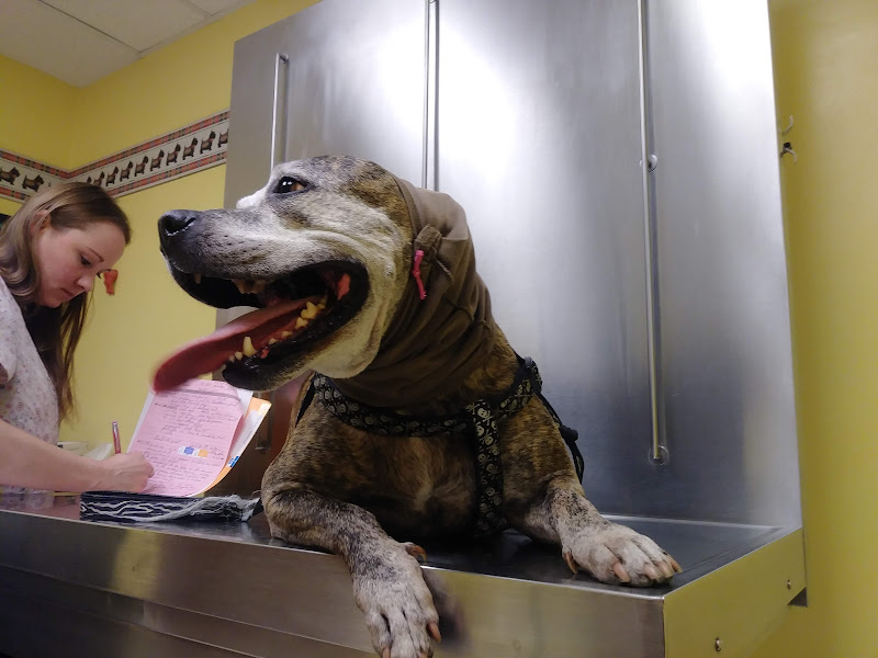 Brainerd Hills Veterinary Hospital - Veterinarian in 6724 E Brainerd Rd # A