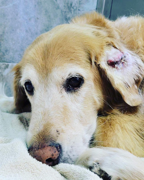 MuraBella Animal Hospital