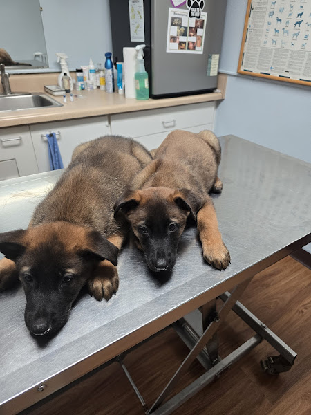 Edgefield Animal Clinic