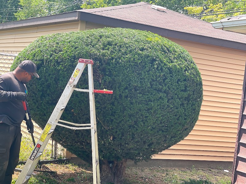 Mingo and Sons Lawn and Landscape LLC - Landscaper in Chicago