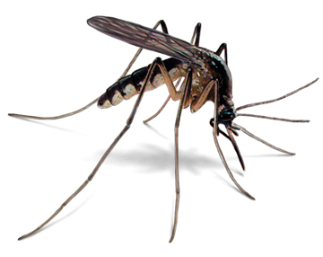 A1 Bed Bug Exterminator Atlanta