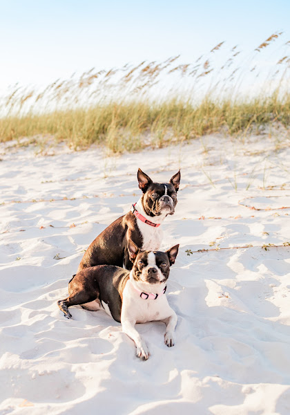 Destin Animal Clinic - Veterinarian in Destin