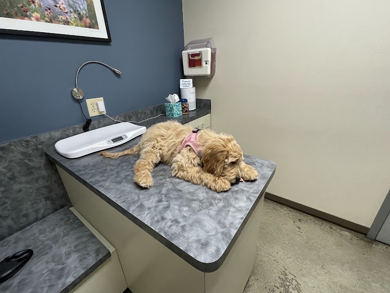Metro Paws Animal Hospital - Oak Cliff photo