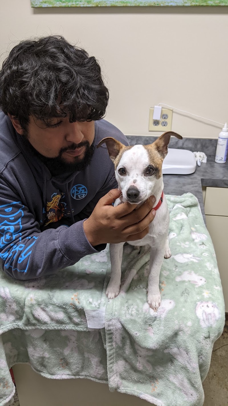 Metro Paws Animal Hospital - Oak Cliff photo