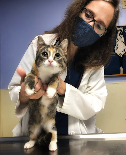 Wolftever Pet Wellness Group | Chattanooga - Veterinarian in Chattanooga