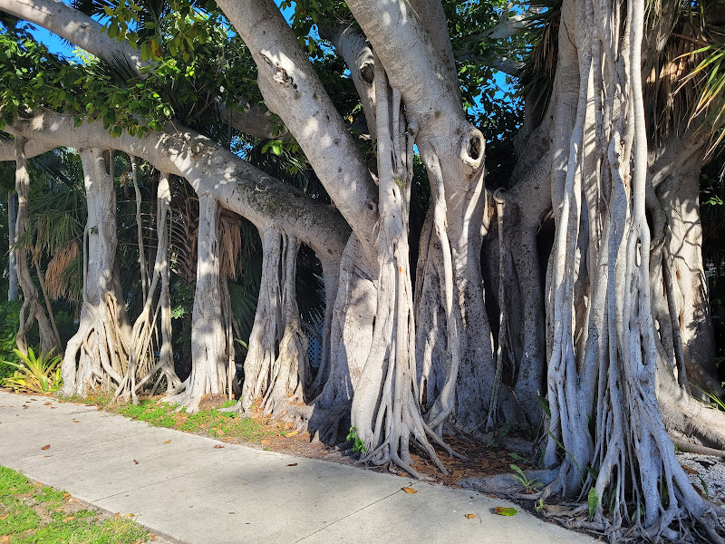 Banyan tree - Tourist attraction in Naples