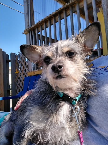 Galveston Veterinary Clinic