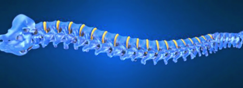 Nedd Chiropractic & Wellness Center - Chiropractor in Clearwater
