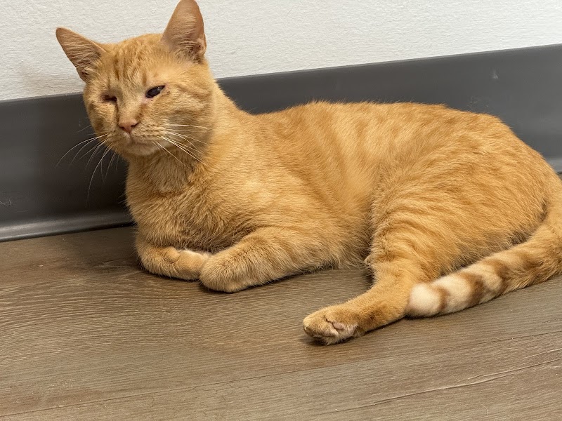 Safe Harbor Animal Hospital photo