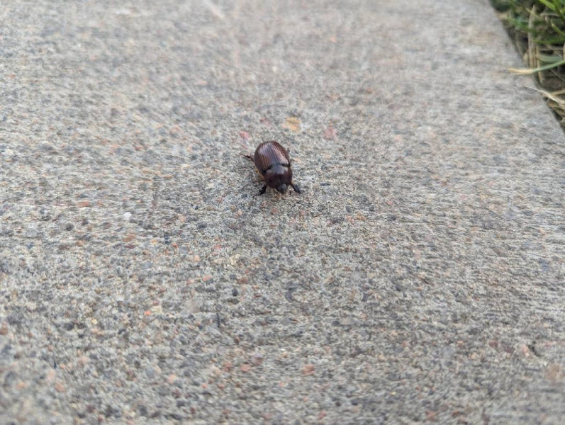Berrett Pest Control