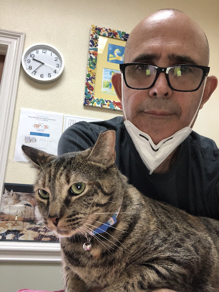 Cat Clinic of Destin - Veterinarian in Destin