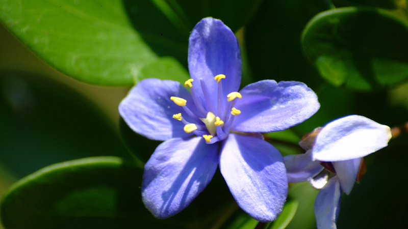 Key West Tropical Forest & Botanical Garden - Tourist attraction in Key West
