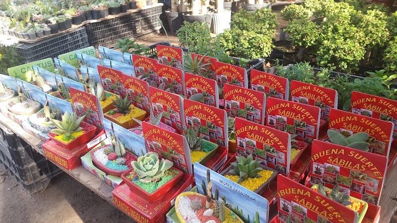 Vivero La Orquidia Plant Nursery - Plant nursery in Blvd. Francisco Eusebio Kino