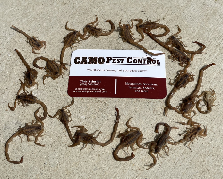 Camo Pest Control - Pest control service in New Braunfels
