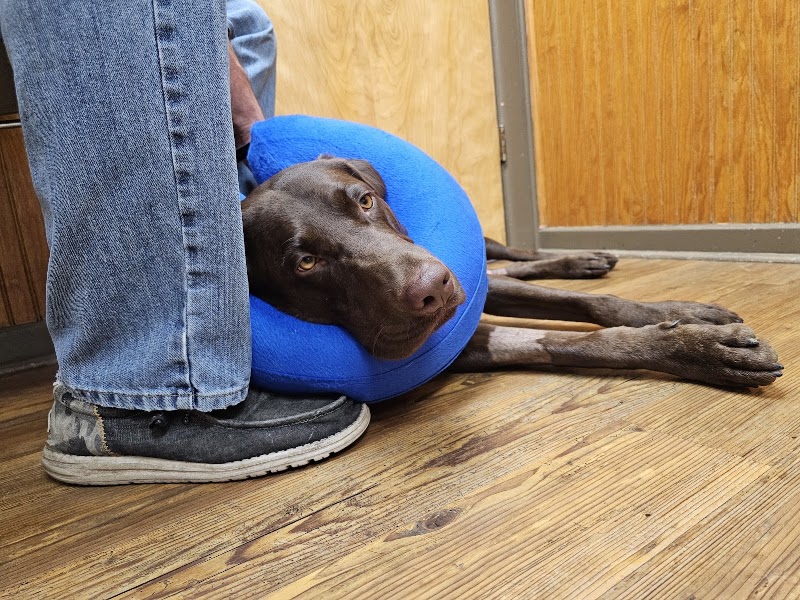 Berlin Animal Hospital