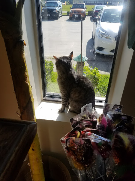 Cat's Meow Veterinary Hospital