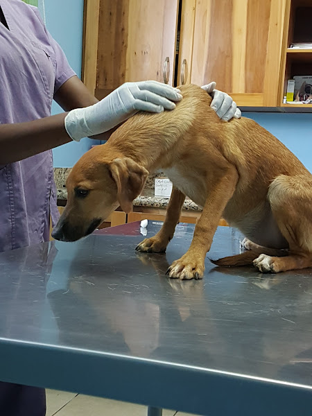 Vets 4 Pets