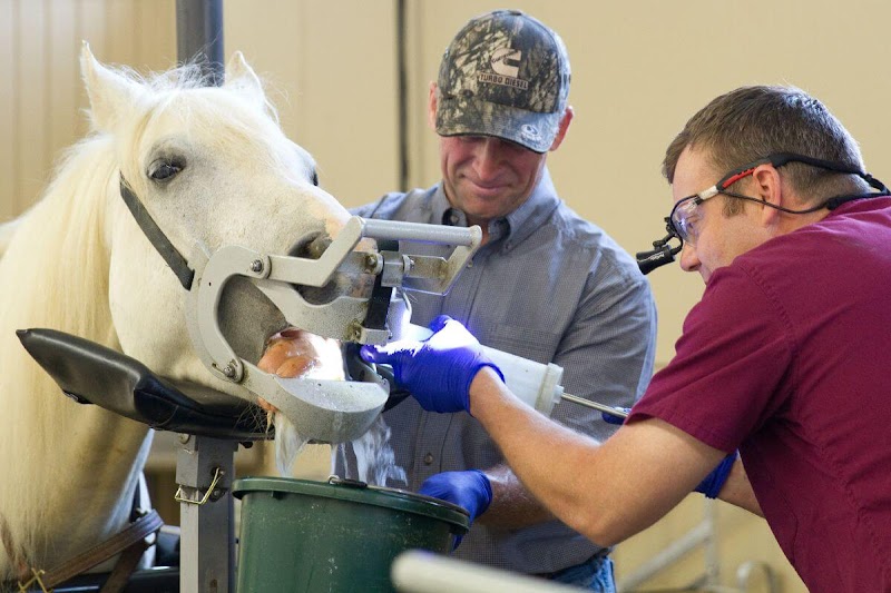 Midwest Veterinary Dental Services