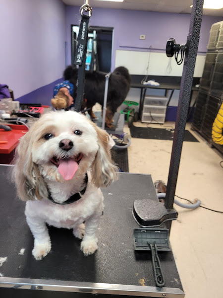 Friendly Paws Grooming - Pet groomer in Colorado Springs