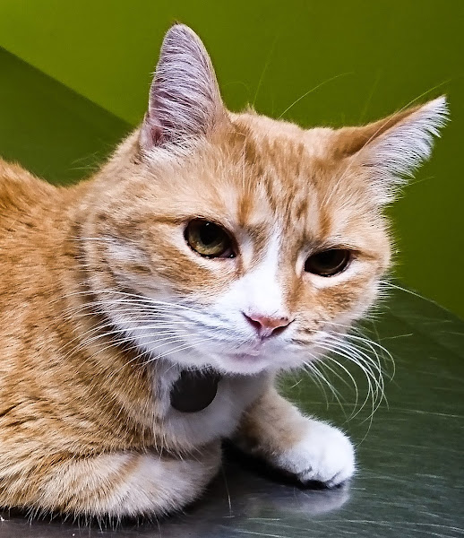 Veterinary Care Center