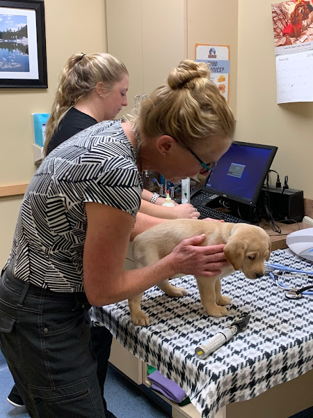 Gallatin Veterinary Hospital