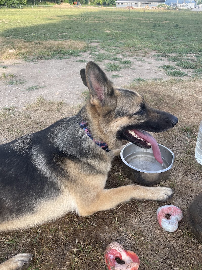 R Veterinary Dog Park in Linn Creek - Dog park in Lower Business Park Rd