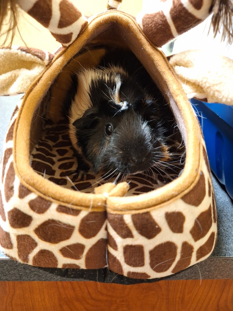 Yorkshire Veterinary Hospital photo