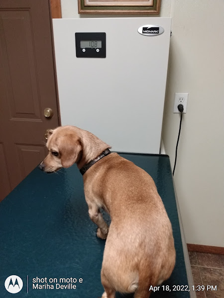 Pratt Veterinary Services
